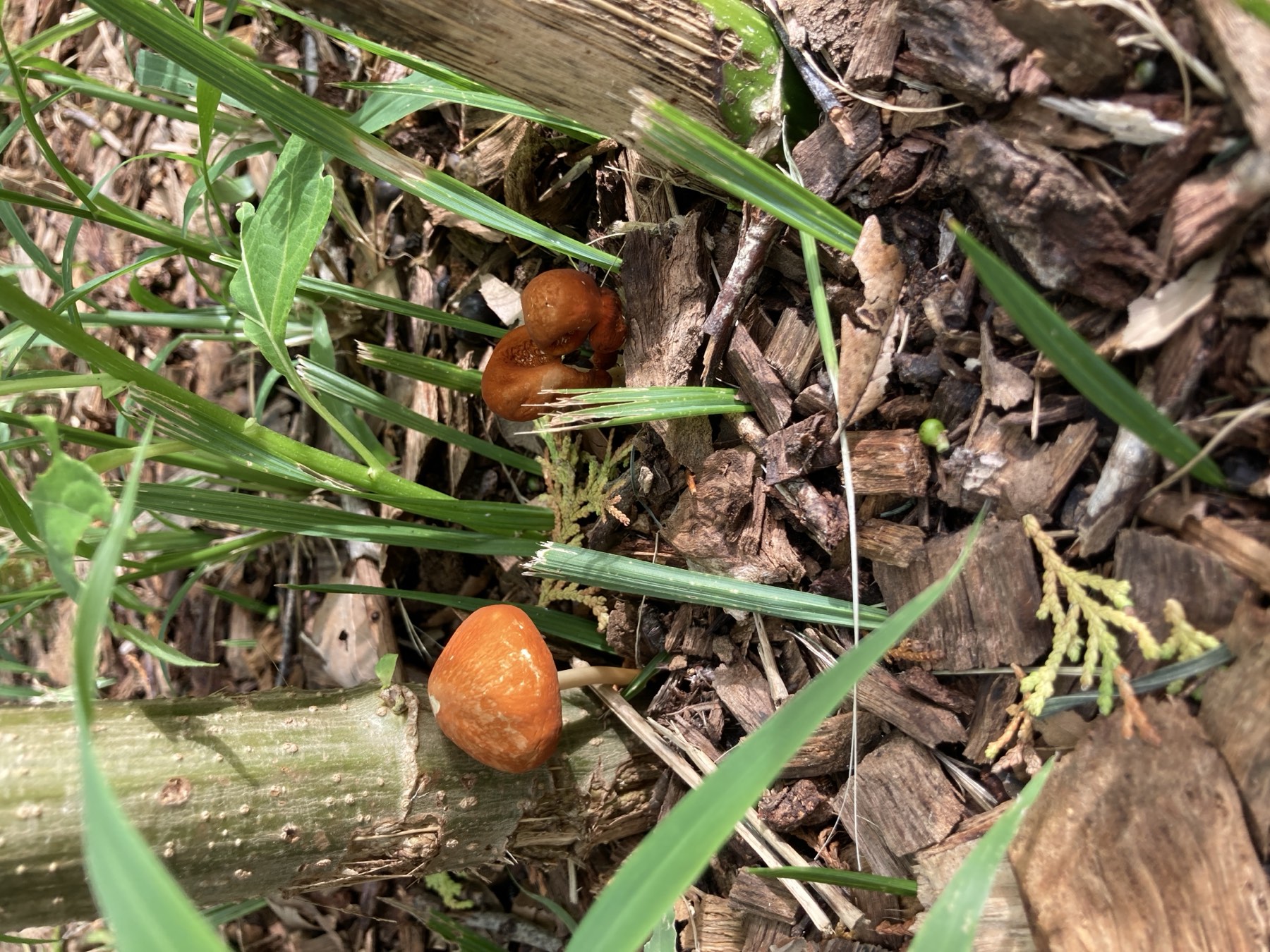 Fungi fruiting through wood-chip mulch on the forest floor