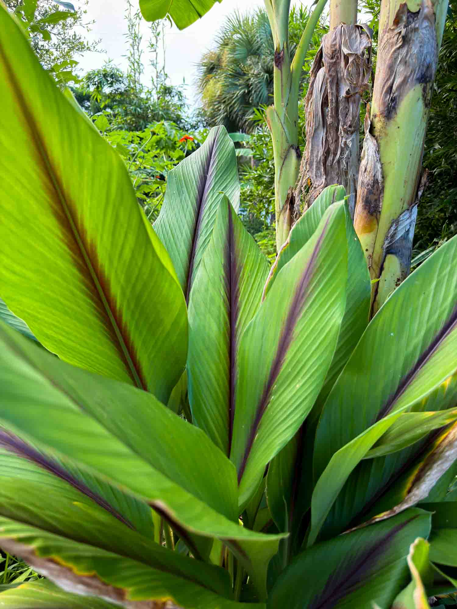 Turmeric foliage, purple-ribbed leaves unfurling