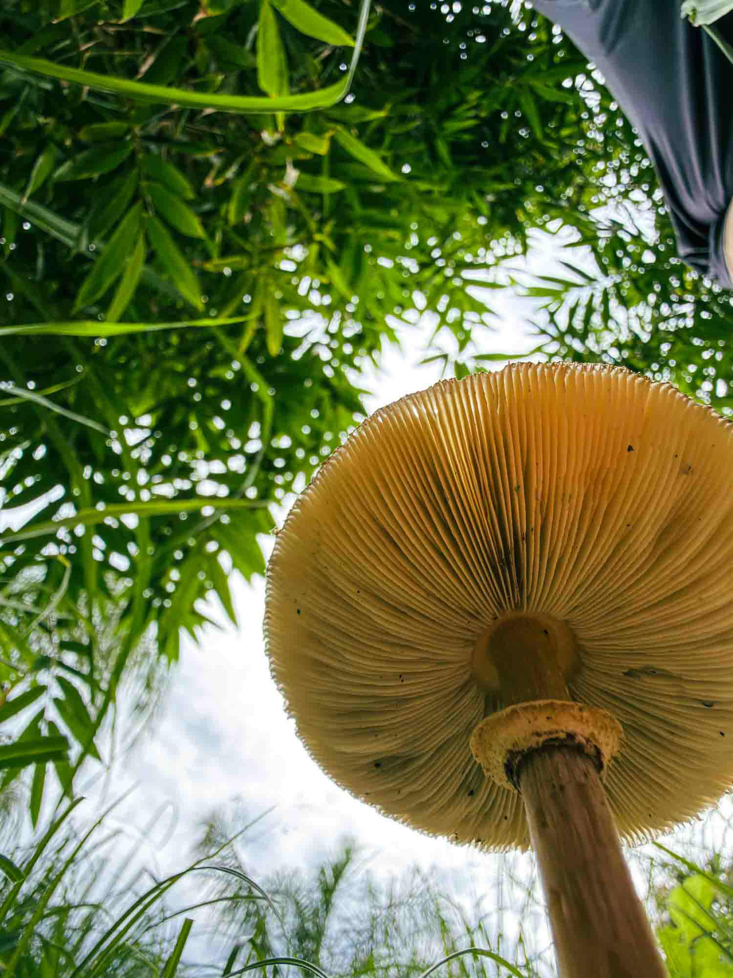 Bamboo culms against open sky and cirrus cloud