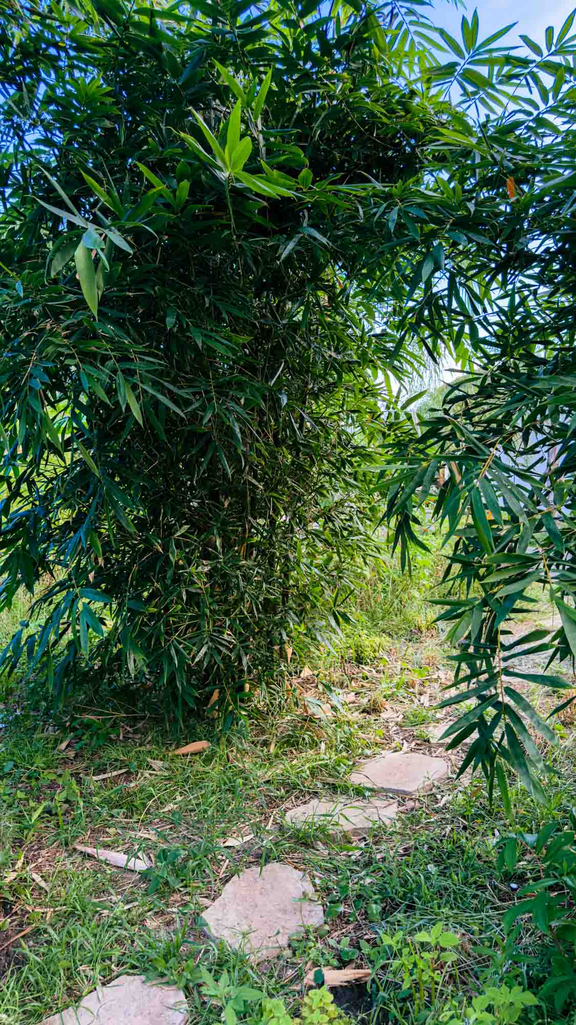 A mown path running between stands of bamboo
