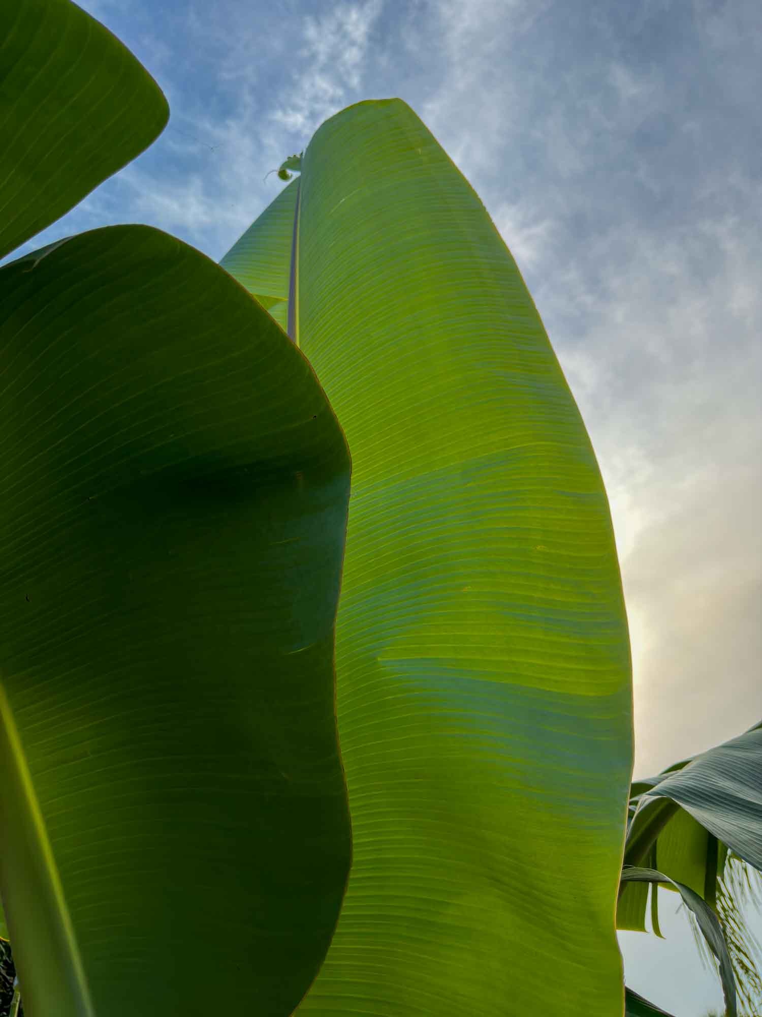 A banana leaf held against a late sky, lit from behind