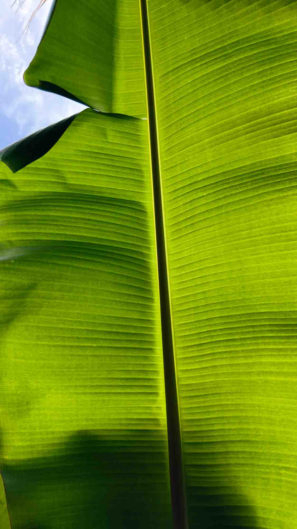 A banana leaf lit from behind, its ribs glowing