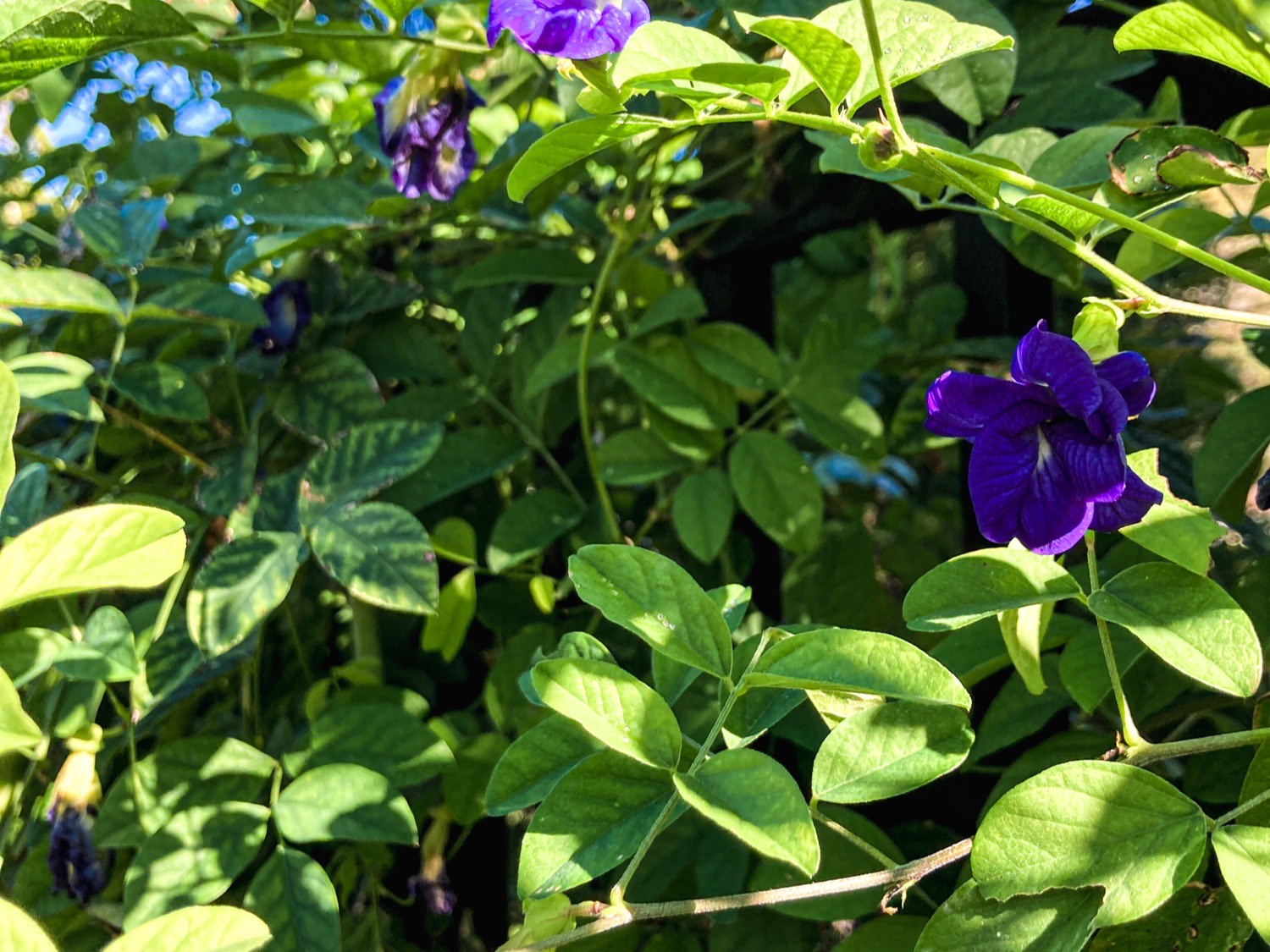 Butterfly Pea