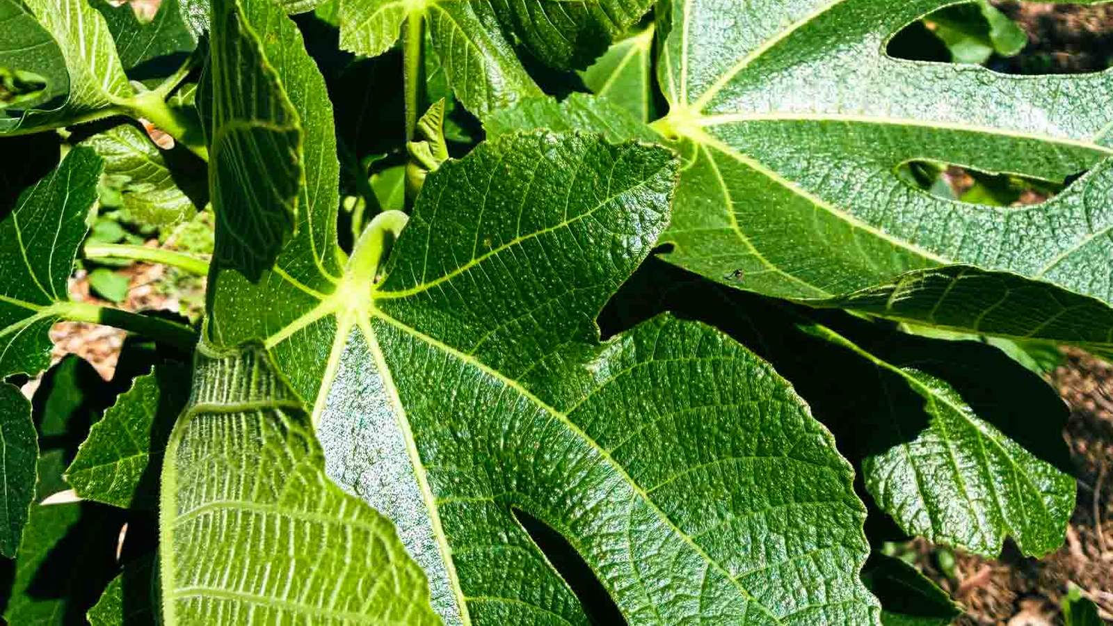 Fig Leaf