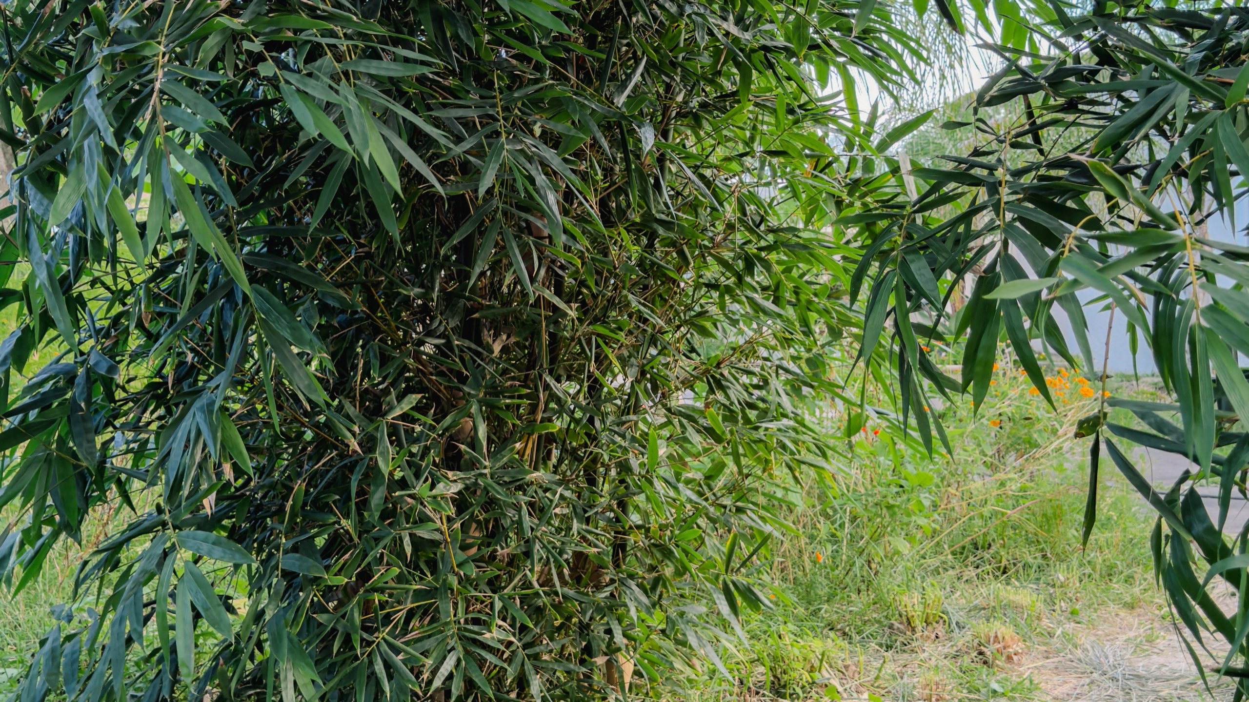 A stepping-stone path running into the grove between bamboo