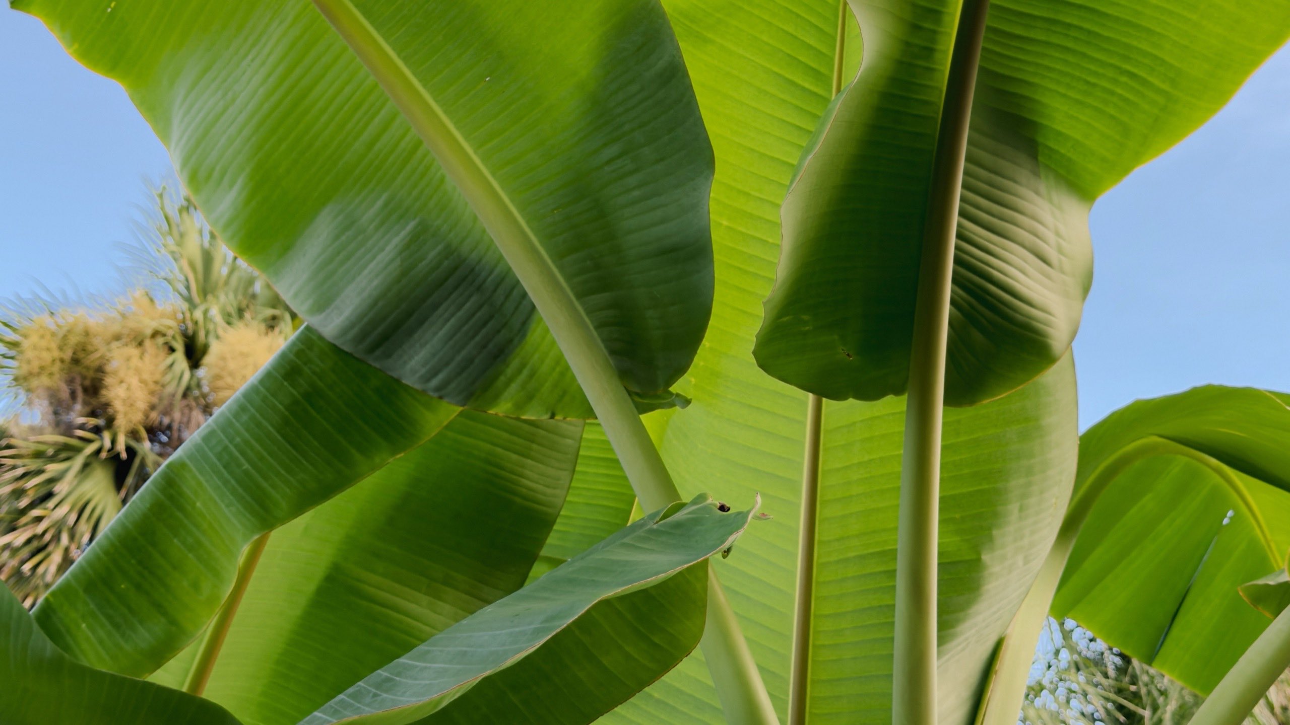 Banana leaves layered against open sky