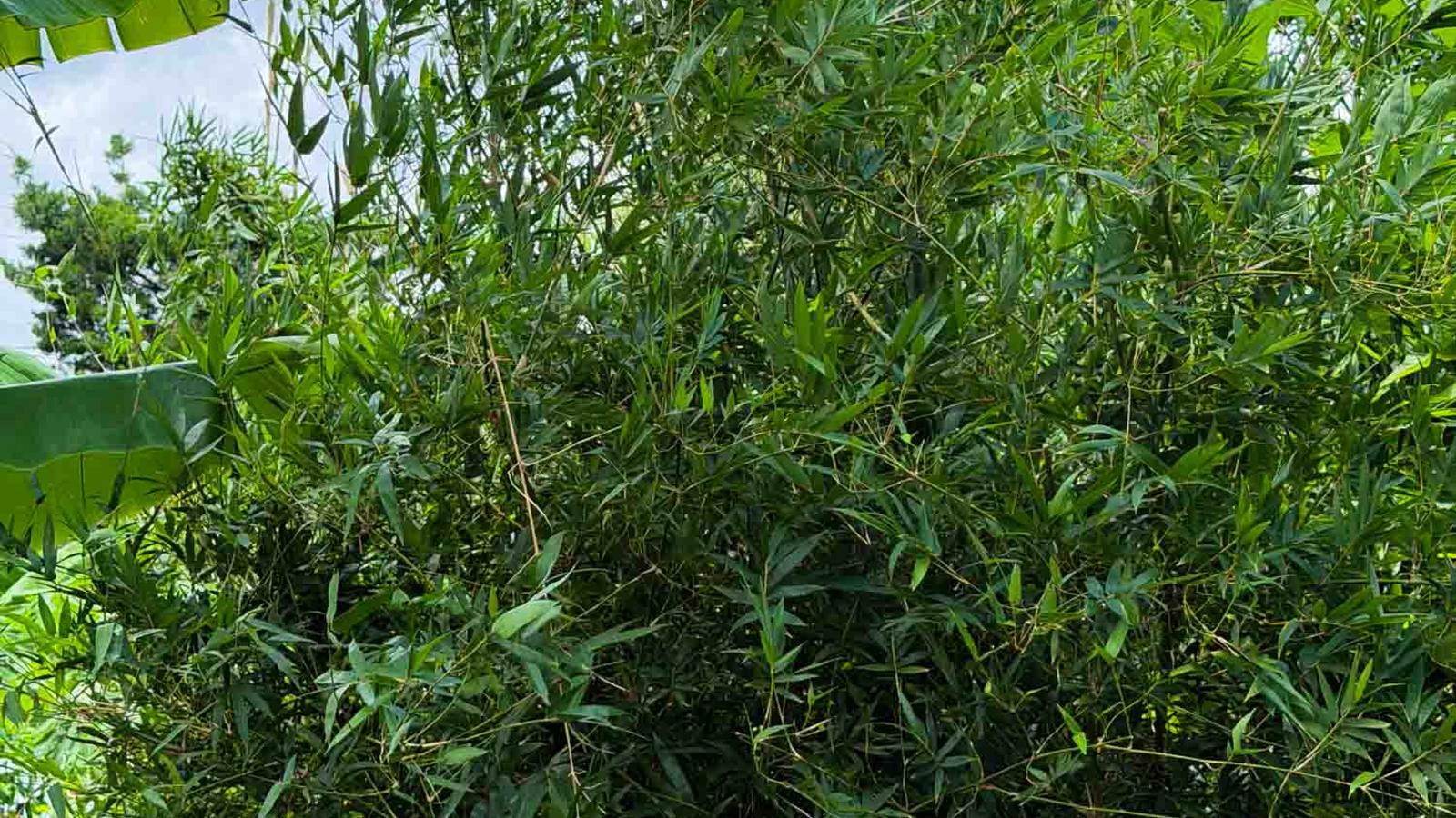 Bamboo Leaf