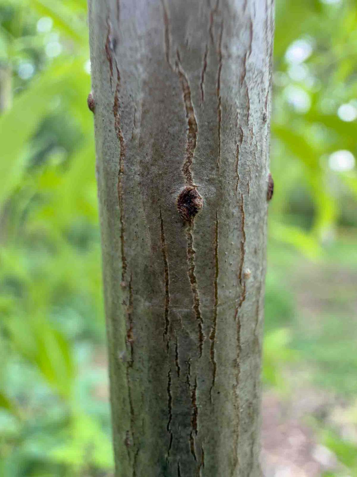 Close detail of tree bark in the grove